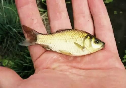 Natural Common Carp Fish Seeds, For Agriculture, Style : Roasted