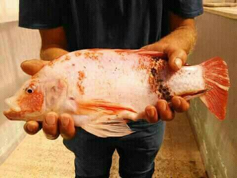 Red Tilapia Fish Seeds, Style : Fresh