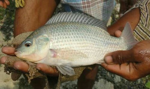 Silver Tilapia Fish Seeds, Feature : High In Protein