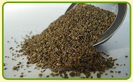 Celery Seed