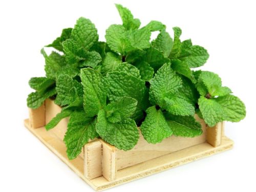 Organic Fresh Mint