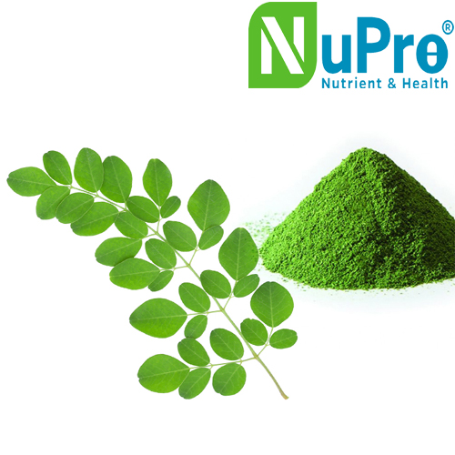 Oleifera Leaf Extract Powder, Brand Name : Nupro