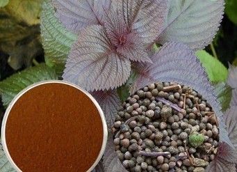 100% Natural Perilla Leaf Extract, Brand Name : Nupro, Form : Powder