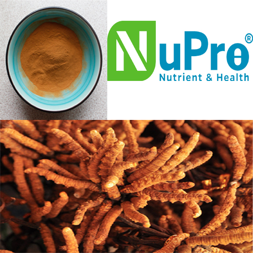 High Quality Organic Cordyceps Sinensis, Brand Name : Nupro