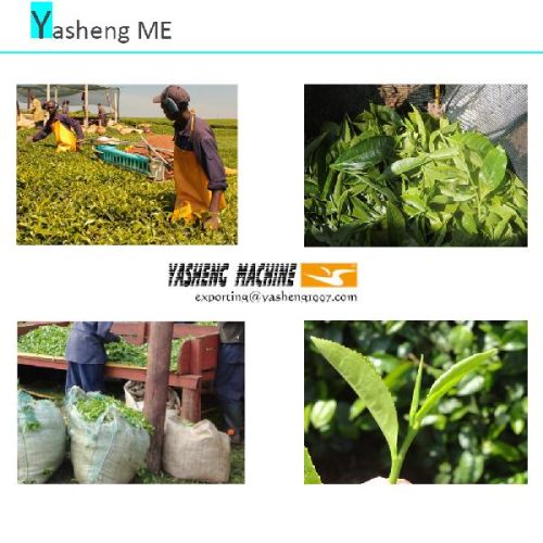 Cutting Width 1400mm Tea Harvesting Machine