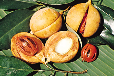 Nutmeg, Cultivation Type : Organic