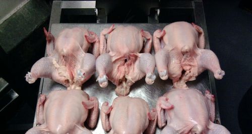 Halal Frozen Chicken Thighs