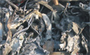 Steel Scrap, Grade : 304, 304L, 316, 316L, 2205, 210, 202, 410, 430