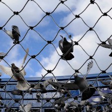 Anti bird net