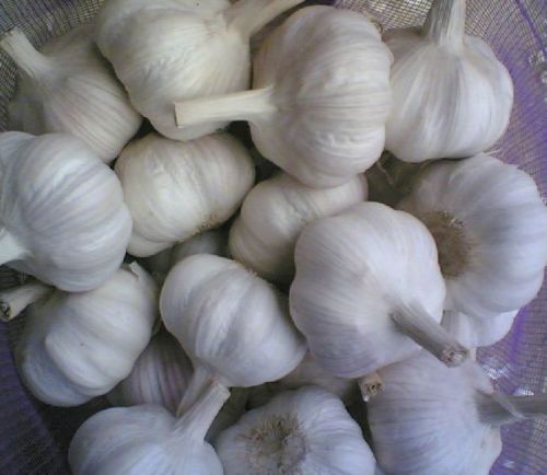 Organic fresh garlic