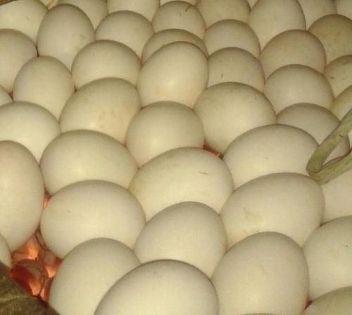 Bakery Duck Eggs