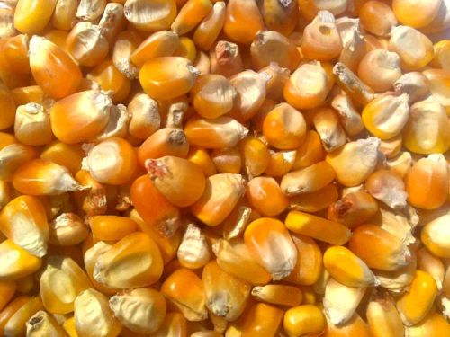 CORN (MAIZE)