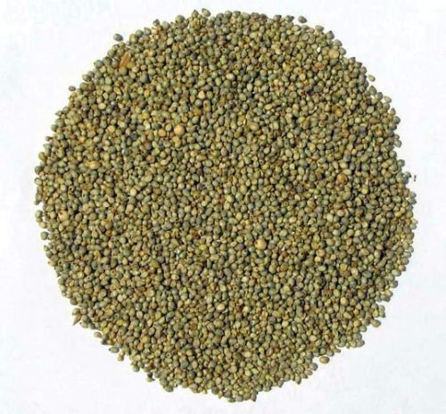 Millet (bajra)