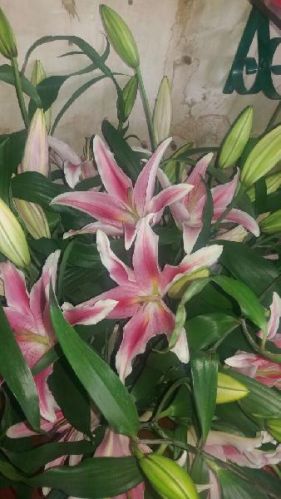 Oriental Lilies