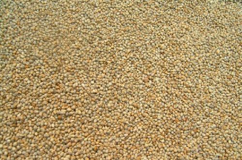 Millet Seeds