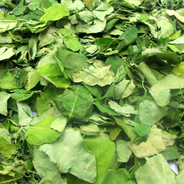 Organic Dried Moringa Leaves, For Cosmetics, Medicine, Feature : Exceptional Purity, Good Quality