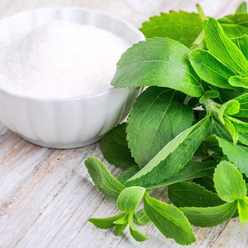 Stevia Powder, For Medicinal, Purity : 100 % Organics