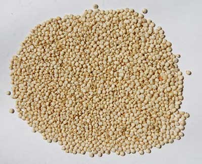 Sorghum Seeds