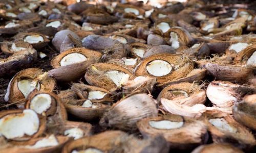Coconut Copra 2