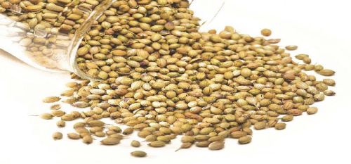 Coriander seeds, Grade Standard : Food Grade