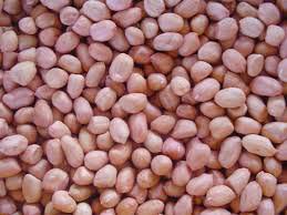 Groundnut Kernels