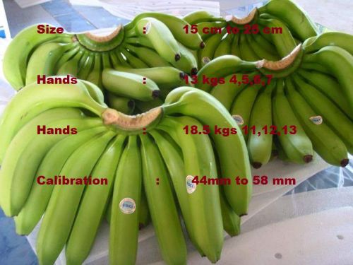 Fresh Cavendish Banana