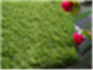 Landscape GrassWF-2M