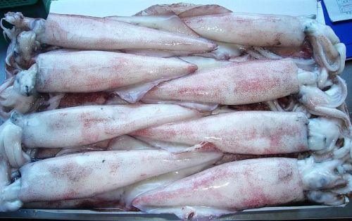 Frozen Squid Fish