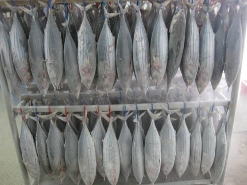 Frozen Yellowfin Tuna Fish