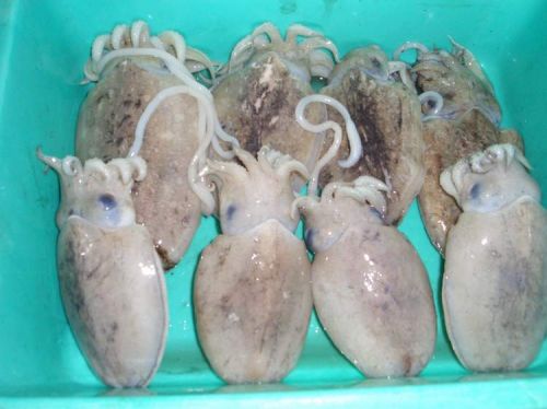 Fresh Cuttlefish