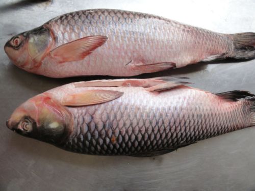 Fresh Rohu Fish