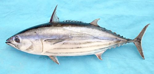 Fresh Skipjack Tuna Fish