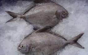 Frozen Black Pomfret Fish