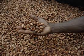 Cocoa beans, Condition : Dry, Packaging Type : Jute Bags of 65kg