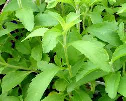 Stevia Rebaudiana