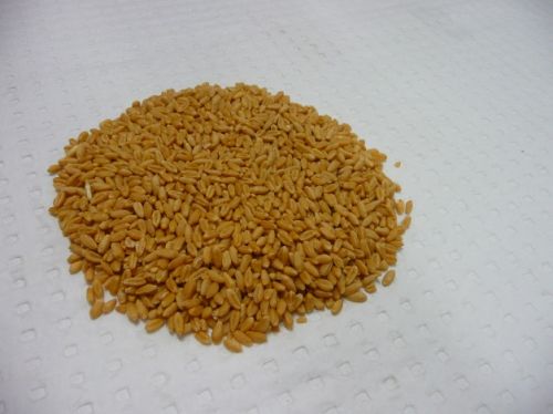 Poultry Feed Ingredients