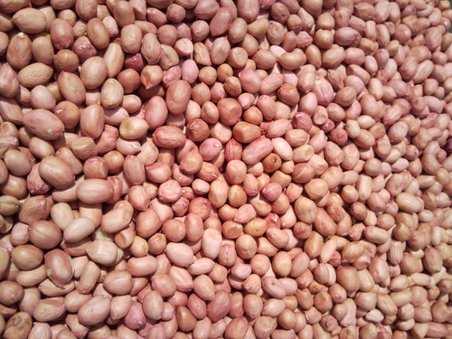 Groundnut Seeds