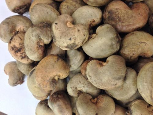 Raw Cashew Nuts, Float Rate : 18% max
