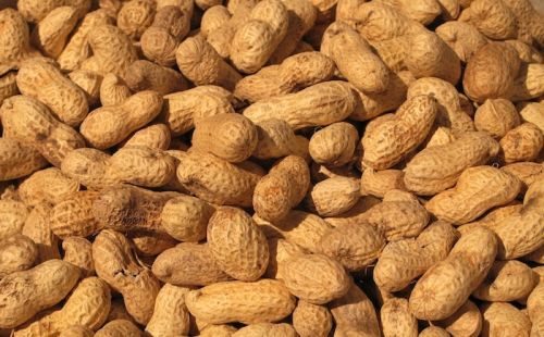 Shelled Peanuts, Certification : Free, Packaging Type : Red for Edible