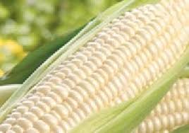 White Maize