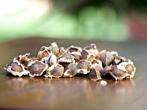Zion Moringa Seeds, Grade : A+