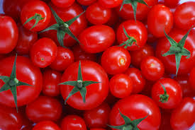 Fresh tomato, Origin : Organic Farm
