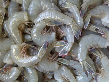 Fresh Shrimps