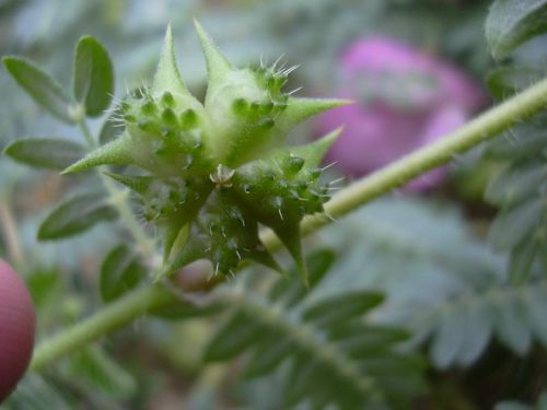 Tribulus Extract