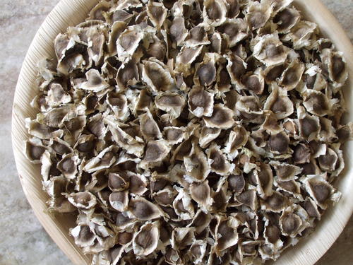 Moringa Oleifera Seeds