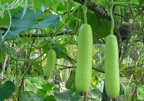 Fresh Bottle Gourd, Packaging Type : Jute Bag, Paper Bag