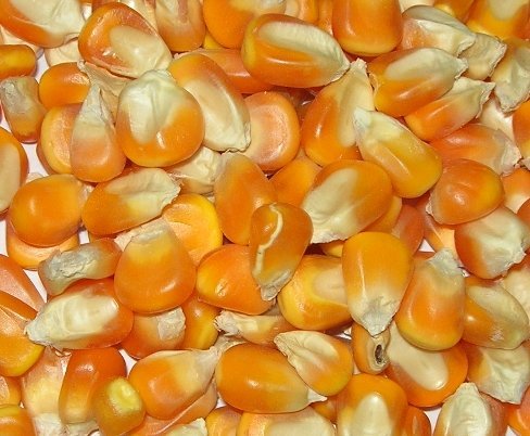 Organic Yellow Maize, For Animal Food, Bio-fuel Application, Cattle Feed, Making Popcorn, Style : Fresh