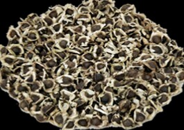 Moringa oleifera seeds, Purity : 99%