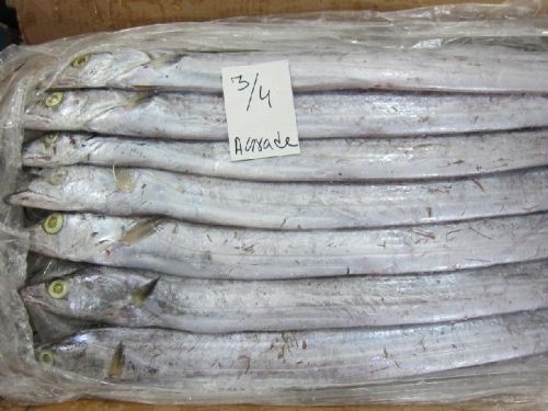 AL-ZOYA Ribbon Fish, Style : FROZEN