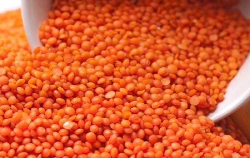 Common Red Lentils, For Cooking, Packaging Type : Gunny Bag, Jute Bag, Plastic Bag, Plastic Packet